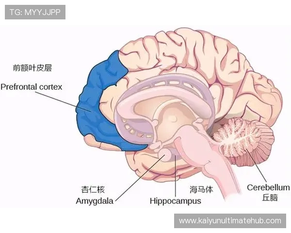 普鲁斯特与都德笔下记忆与人生流转的文学世界探微